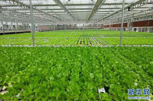 科技興漁 現(xiàn)代水產養(yǎng)殖技術激活梁平漁業(yè)一池春水