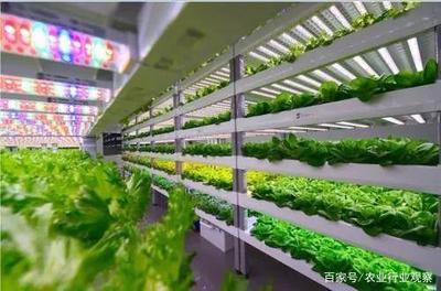 植物工廠 盈利困境與消費(fèi)趨勢(shì)下的未來(lái)曙光