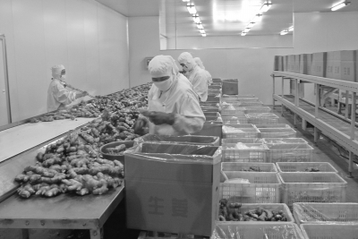 從田間到餐桌 中國蔬菜追溯體系建設(shè)的全景透視