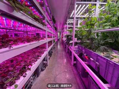 航天蔬菜杭州有同款，揭秘神奇植物工廠 人造陽光空氣，全程無農(nóng)藥的綠色革命